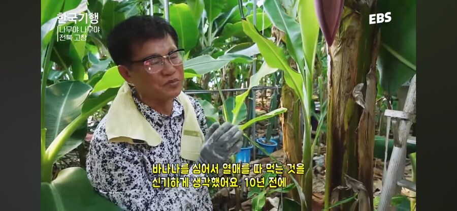 와 이 날씨면 바나나를 키우겠다_2.jpg
