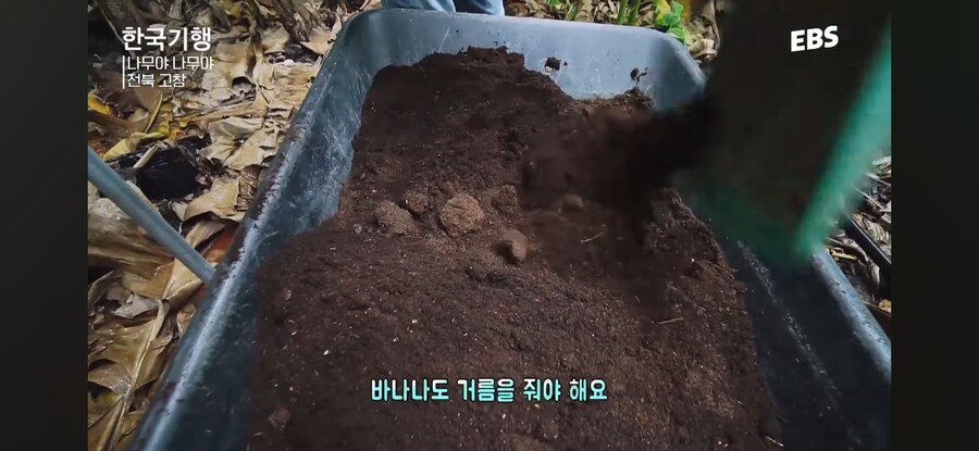 와 이 날씨면 바나나를 키우겠다_8.jpg
