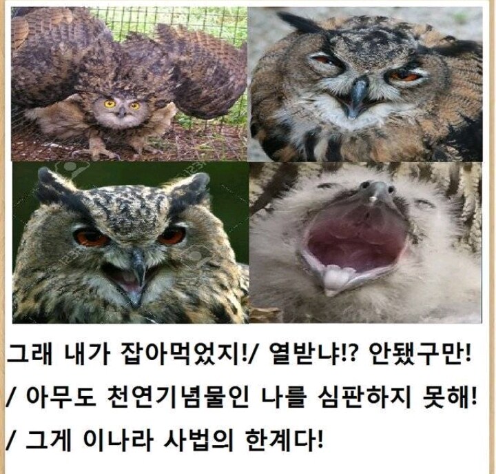 "크하핫 이게 이 나라 사법의 한계다!"_2.jpg