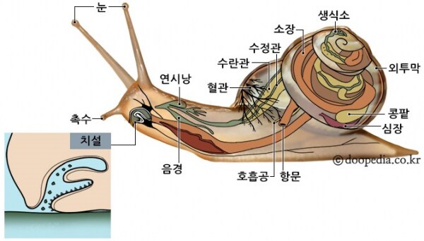 똥?약혐?달팽이?) 살면서 처음 볼 광경_3.png