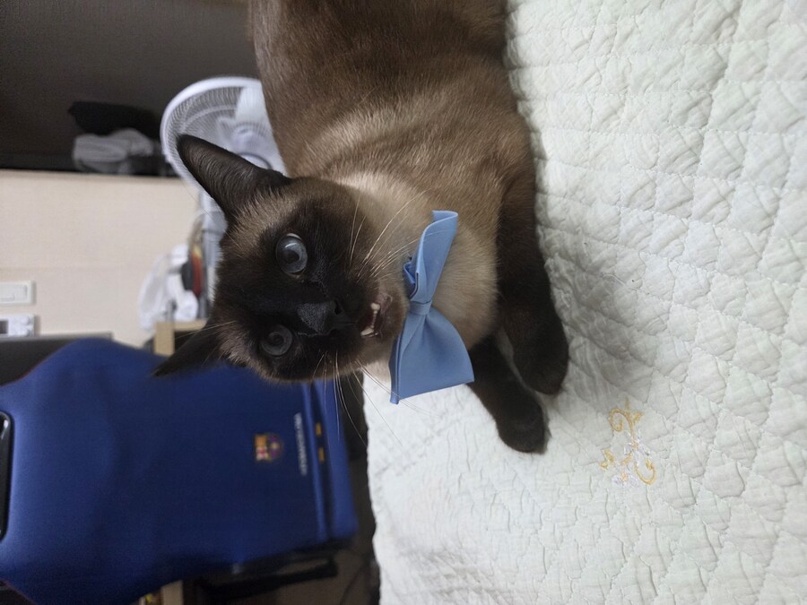 귀여우면 저녁 먹음_7.jpg