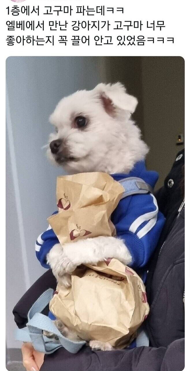 고구마를 좋아하는 강아지.jpg_1.jpg