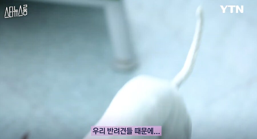 사실은 반려견들이 희생하는거라는 연예인 .jpg_5.png