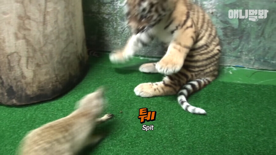 미어캣 : 지금 아니면 기회 없음_3.jpg