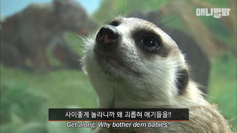 미어캣 : 지금 아니면 기회 없음_7.jpg