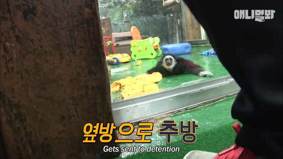 미어캣 : 지금 아니면 기회 없음_9.jpg