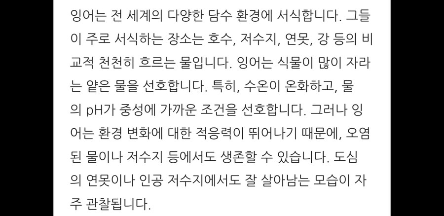 동네 개천 잉어_2.jpg