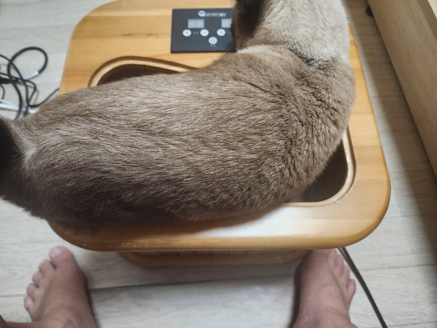 사우나하는 고양이 본 적 있음?_1.jpg