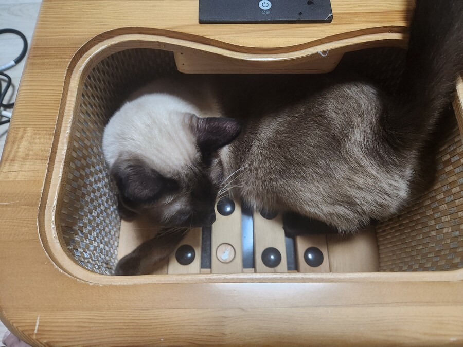 사우나하는 고양이 본 적 있음?_3.jpg