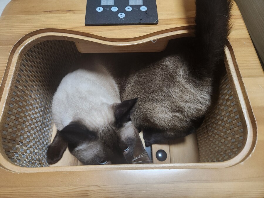 사우나하는 고양이 본 적 있음?_4.jpg