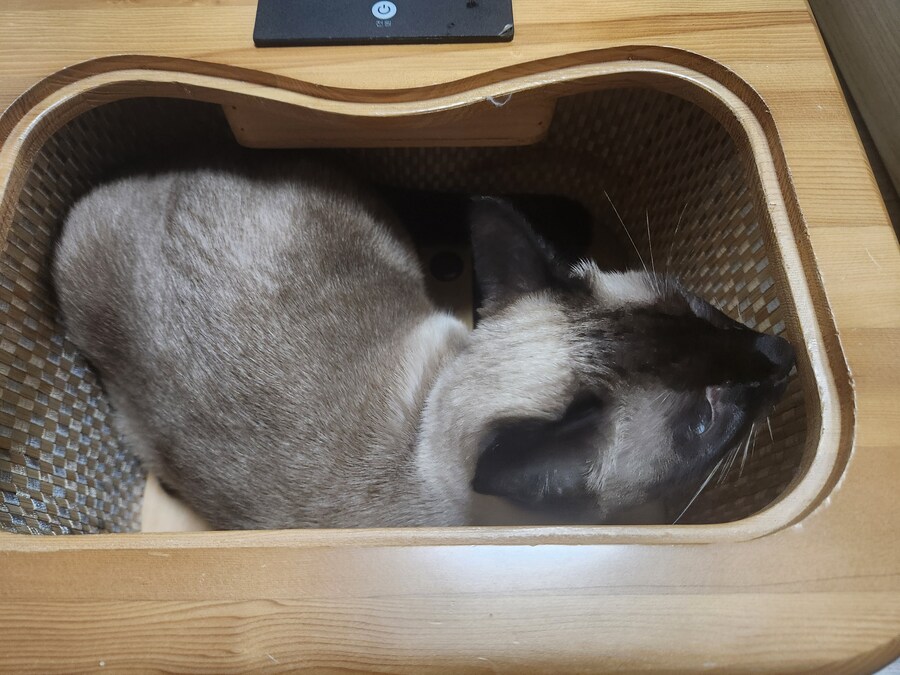 사우나하는 고양이 본 적 있음?_6.jpg