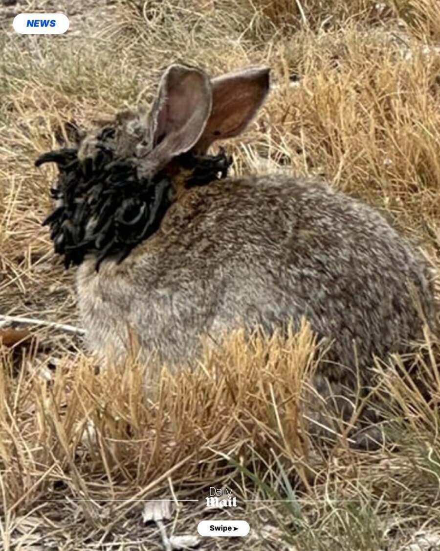 [혐] 현재 미국에 퍼지고 있다는 바이러스...jpg_2.png