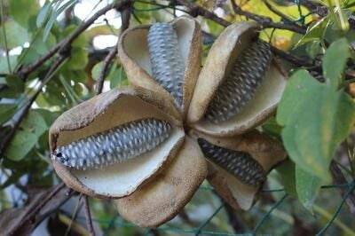 한국 과일인데 대부분 먹어보기는 커녕 처음 본다는 과일_2.jpg