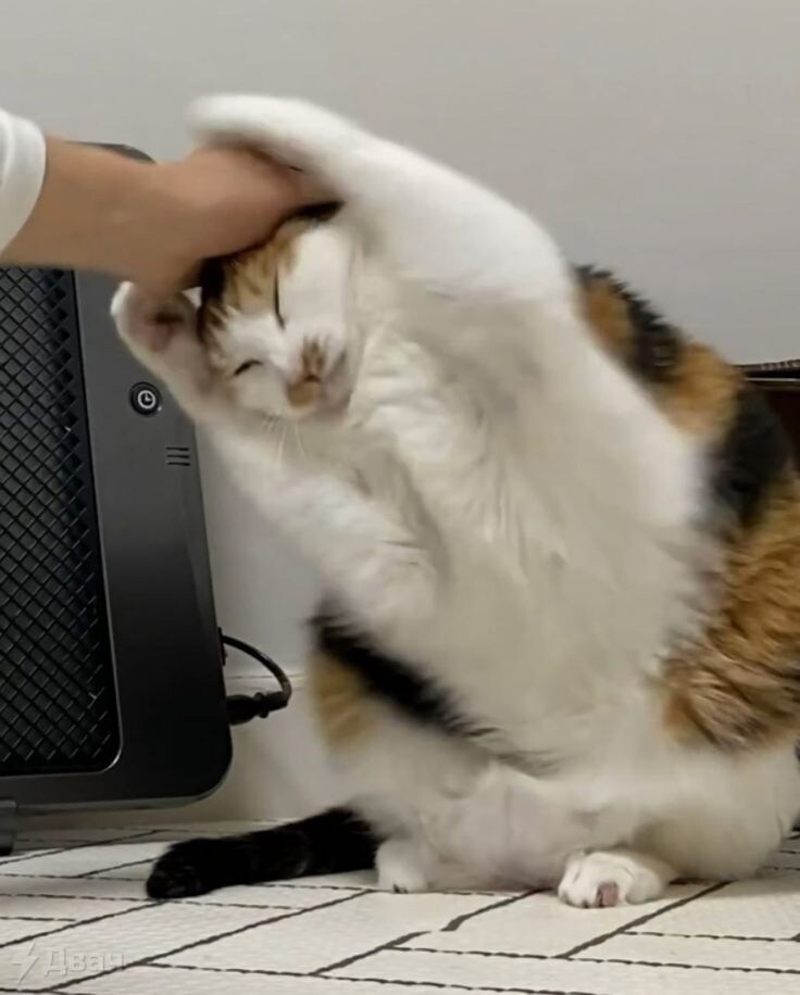 아 집사 진짜 짜증나.jpg_4.jpg