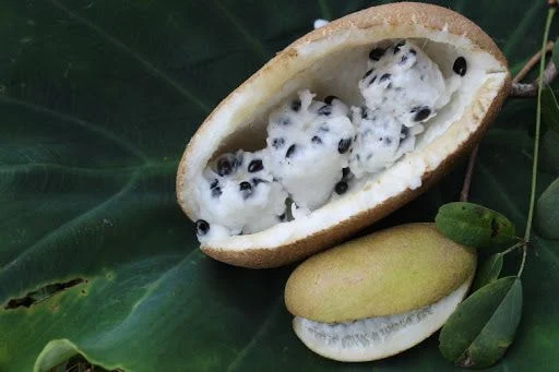 흙수저)과거 흙수저들이 먹었던 과일_2.webp