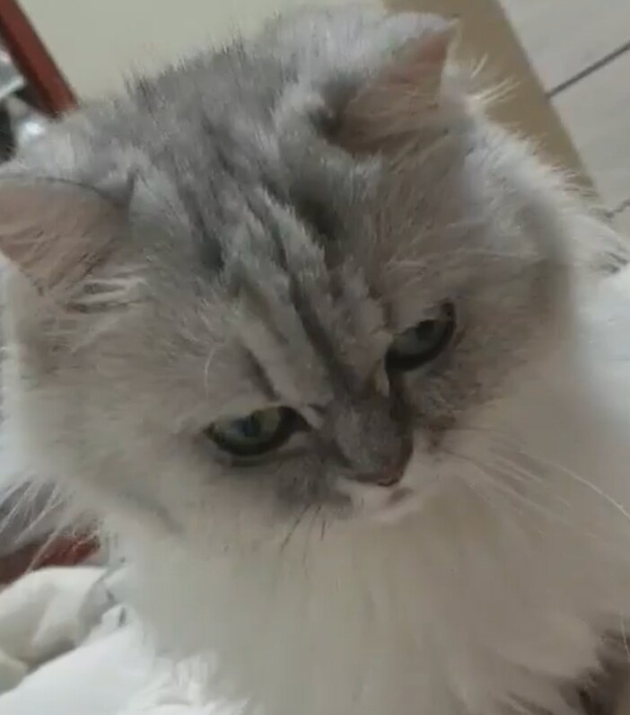 퍼디 듀오여~ 일일/주간 도전 버그로 손해본거!!_1.jpg