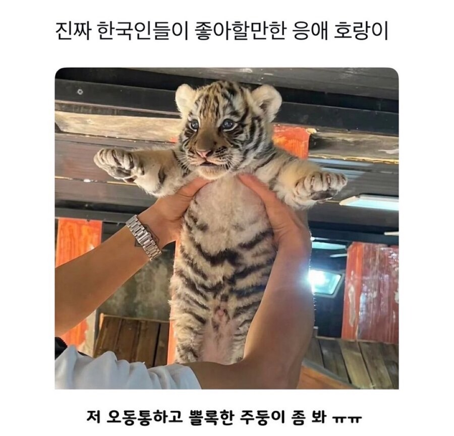 어흥 호랑이.jpg