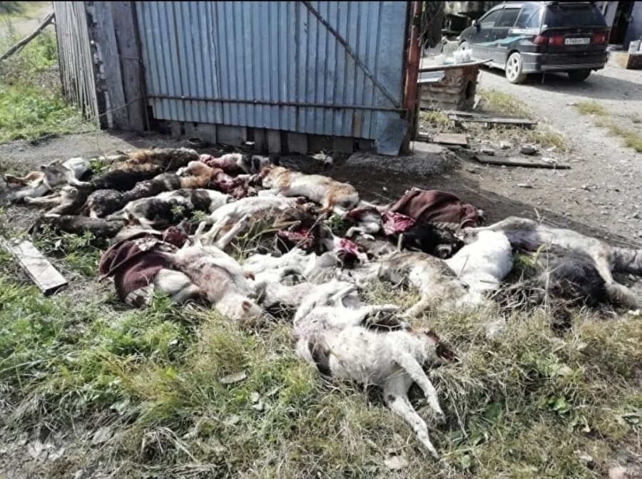 혐)사냥개 35마리 사냥꾼 2명 vs러시아 흑곰 결과_1.jpg