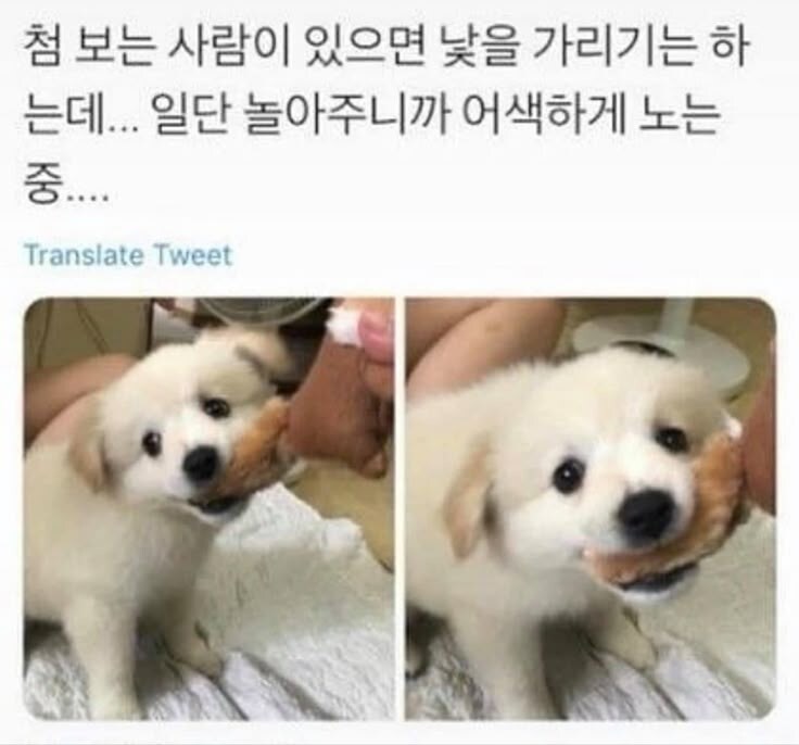 어색하지만 놀아보는 강아지 표정.jpg_1.jpg