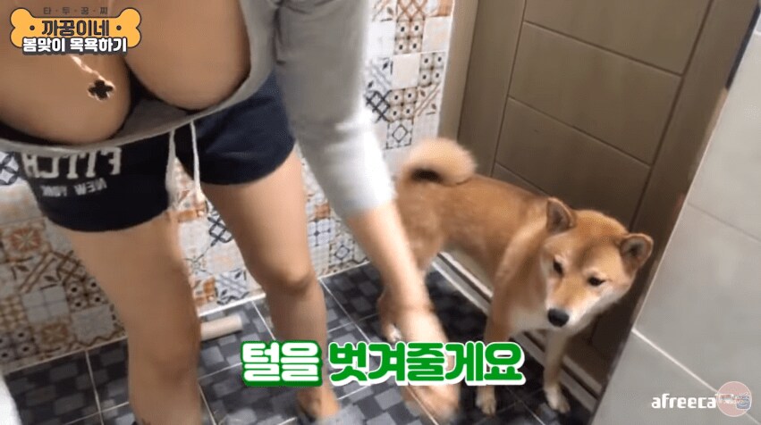 시바견 봄맞이 목욕시키기_1.png
