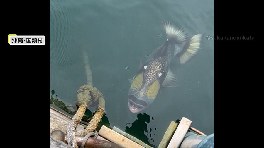 일본 바다에서 사람도 덮친다는 흉포한 물고기.jpg_2.jpg