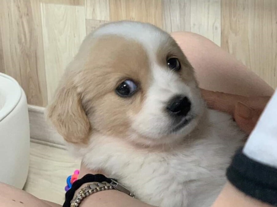 야구)근데 리베라토는 얼굴 표정이 약간_1.jpg