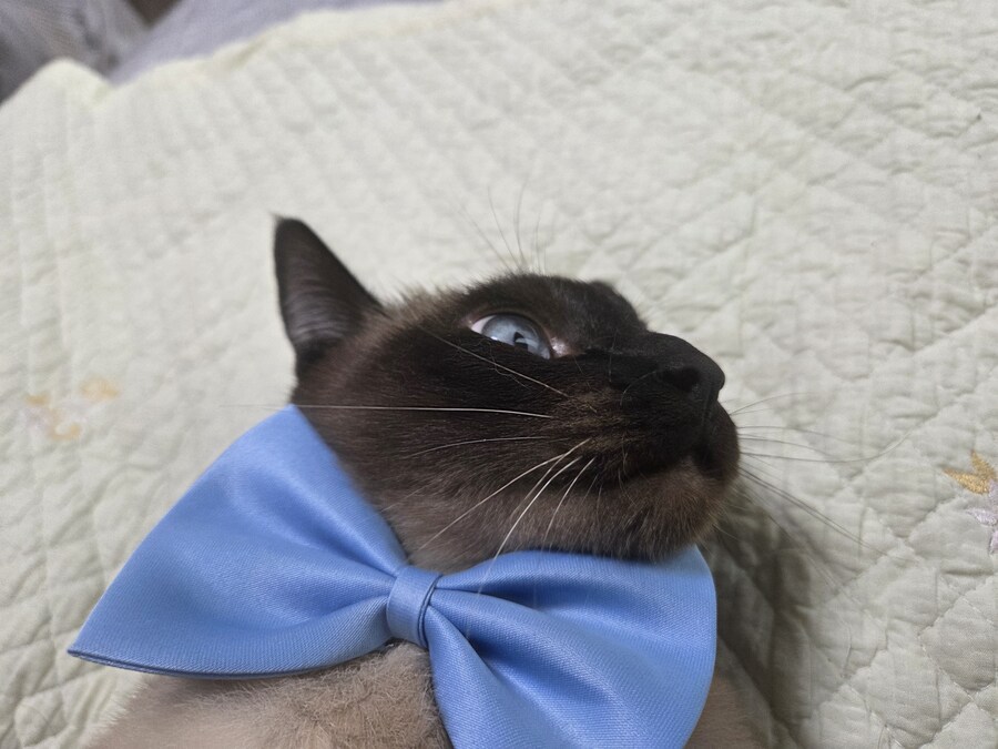 샴고양이 모카 집사에게 학대당한 사진들..._2.jpg