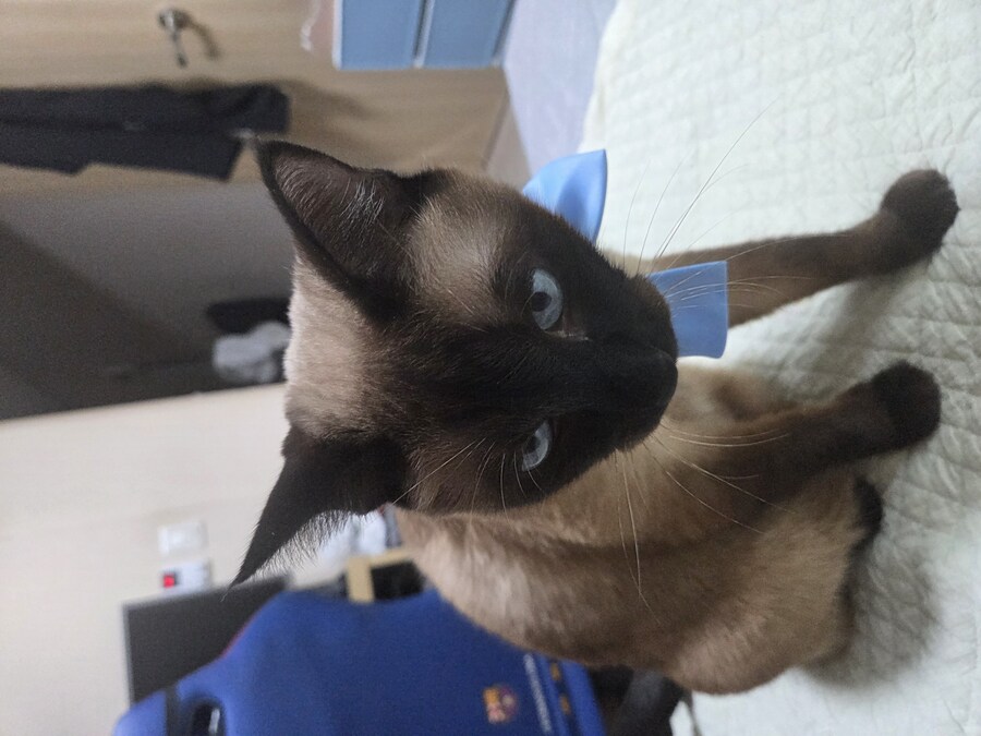 샴고양이 모카 집사에게 학대당한 사진들..._9.jpg