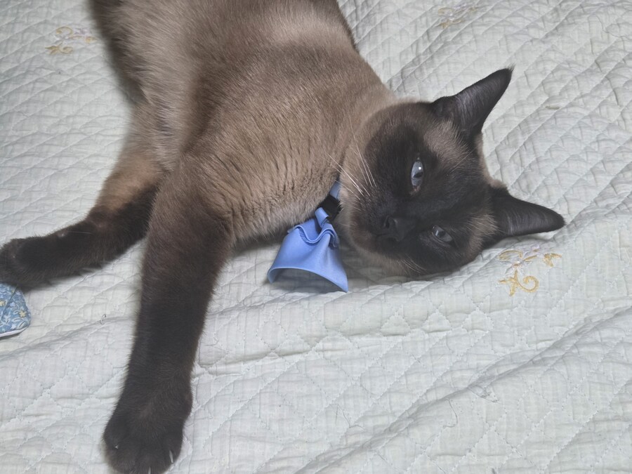 샴고양이 모카 집사에게 학대당한 사진들..._16.jpg