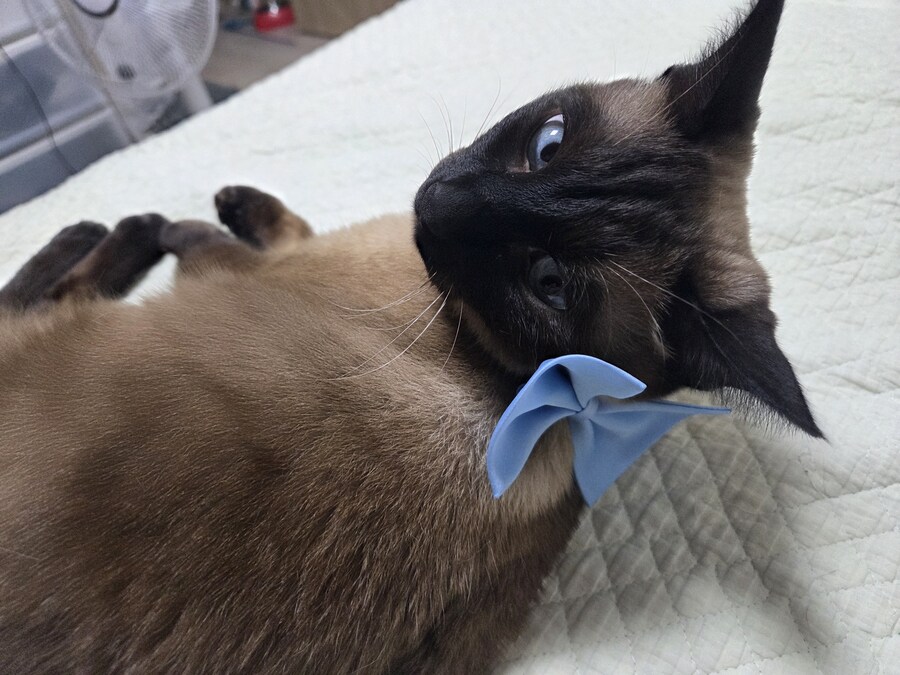 샴고양이 모카 집사에게 학대당한 사진들..._18.jpg