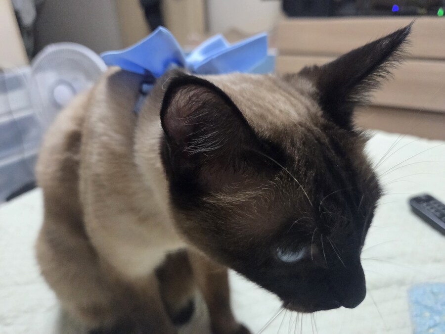 샴고양이 모카 집사에게 학대당한 사진들..._20.jpg