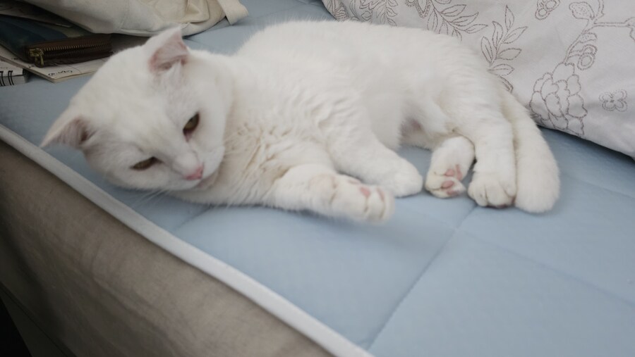 고양이는 왤케 맹하게 생긴걸까_4.jpg