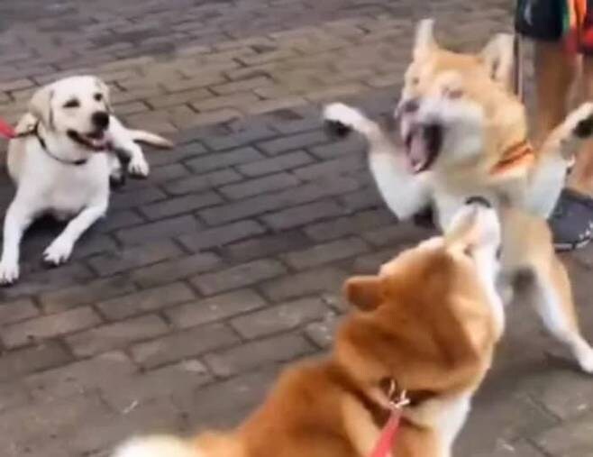 개도 싸움 구경이 재밌어_2.jpg