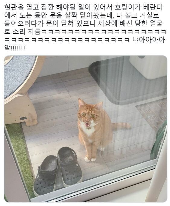 집사 네놈이 결국 나를!!.jpg_1.jpg