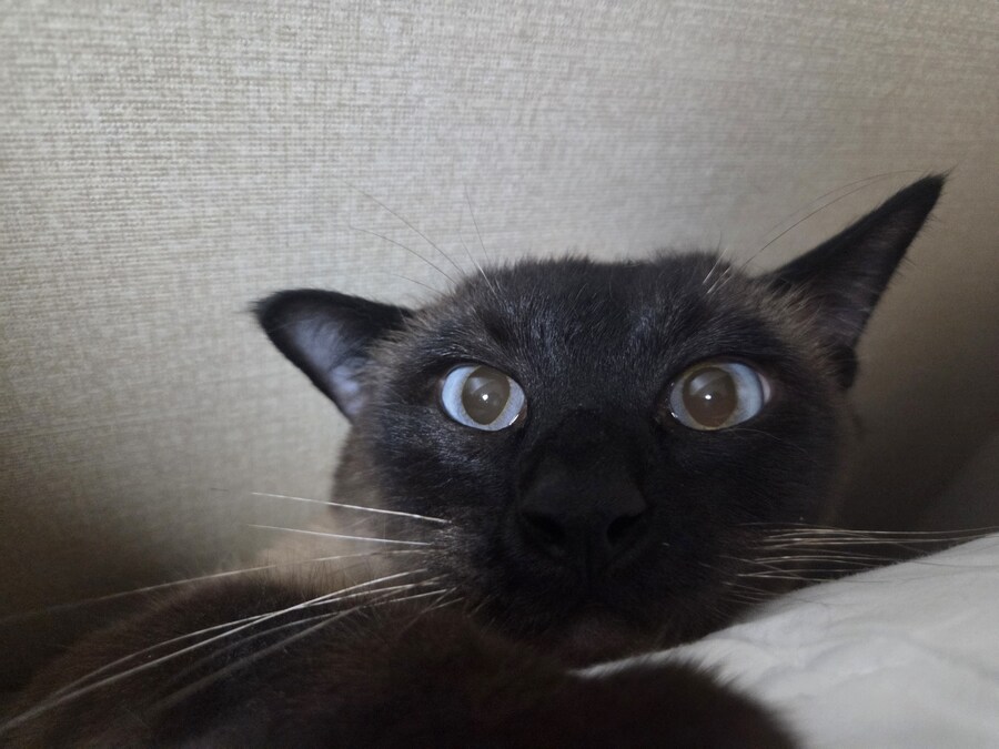 마지막 사진은 집사 죽인다 고양이 사진으로~~_5.jpg