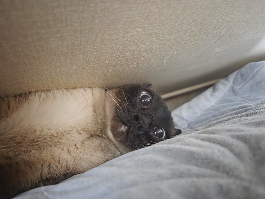 마지막 사진은 집사 죽인다 고양이 사진으로~~_11.jpg