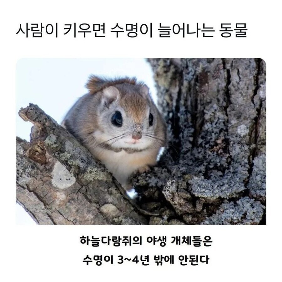 사람이 키우면 수명이 늘어나는 동물.jpg_1.jpg