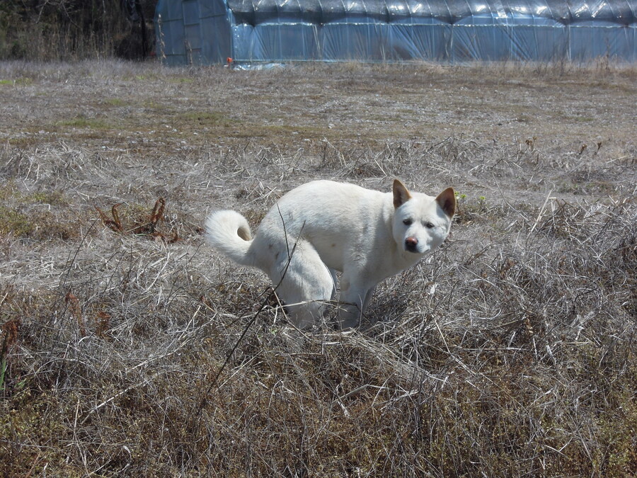 배변보고) 3kg급 미사일 쐈어요_1.jpg