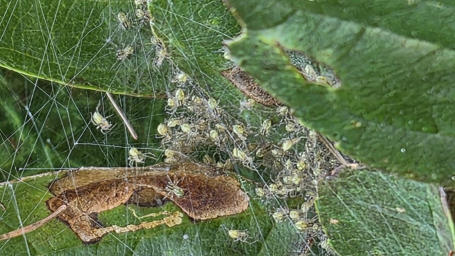 약?극?혐)거미알 실물로 처음 봄_2.jpg