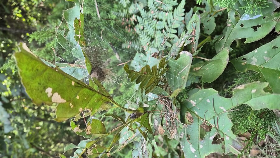 약?극?혐)거미알 실물로 처음 봄_4.jpg