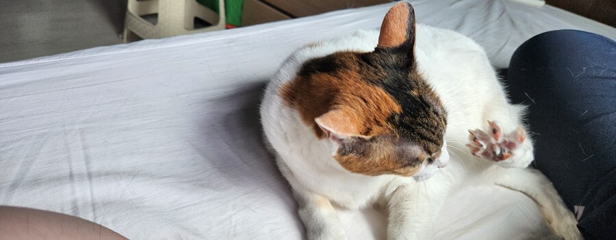 울집 애교부리는 고양이 보구가.jpg_14.jpg