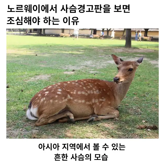 노르웨이에서 사슴경고 표지판을 무시하면 안되는 이유._1.webp