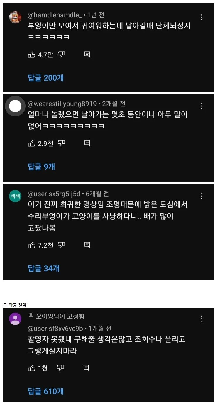공포) 부엉이 출몰_1.webp
