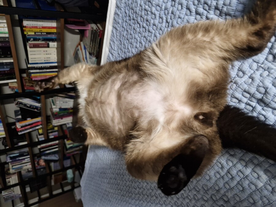 목 없는 고양이_1.jpg