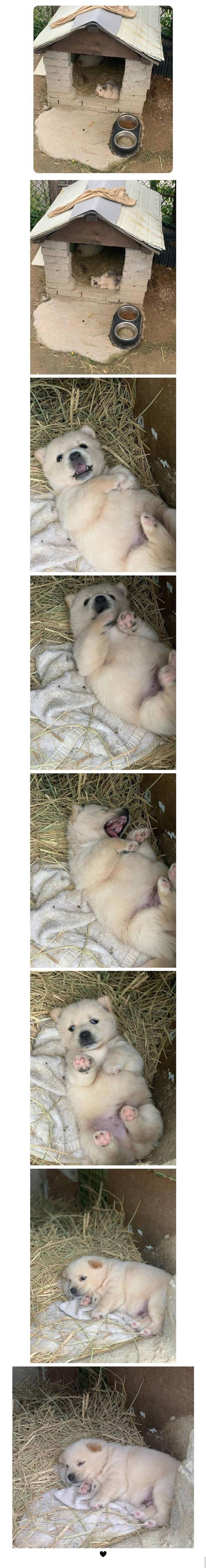 충격,공포주의) 마당을 장악하고 드러누워있는 무시무시한 맹수!!!_1.jpg