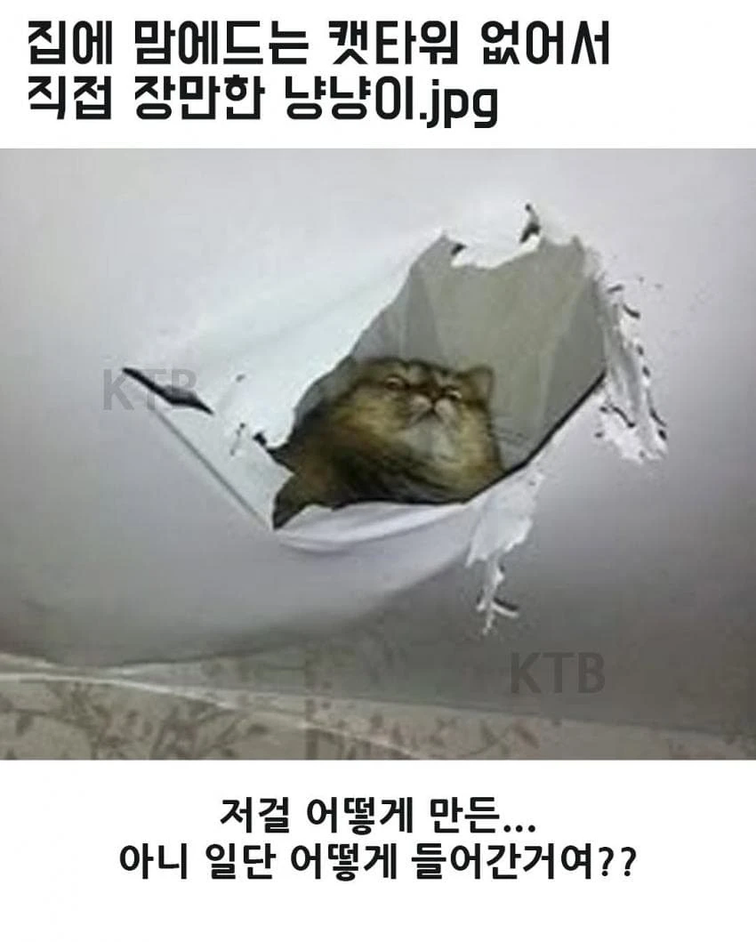 싱글벙글 고양이 모음_2.webp