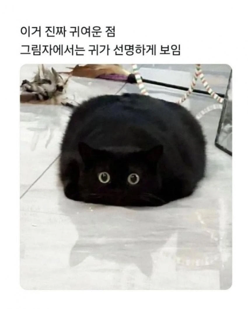 싱글벙글 고양이 모음_3.webp