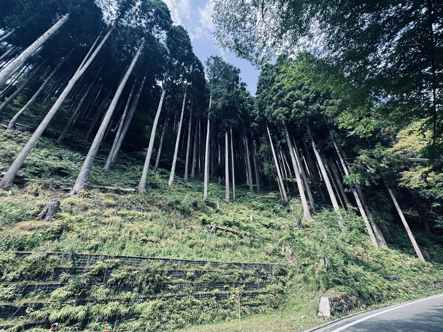 올해 여름휴가때도 곰은 못봄_4.jpg