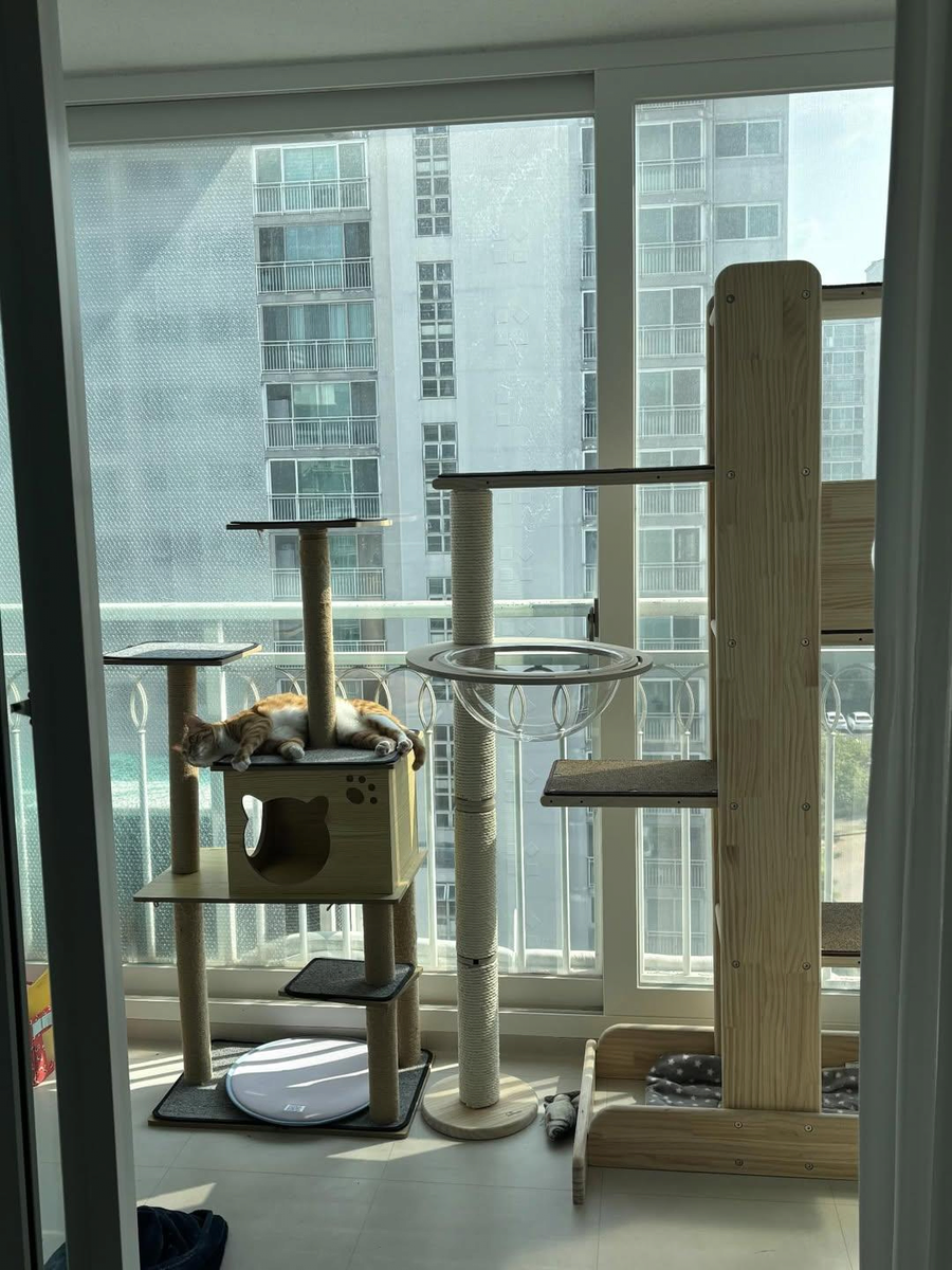 애착 캣타워를 잃었다가 다시 찾은 냥이_8.webp
