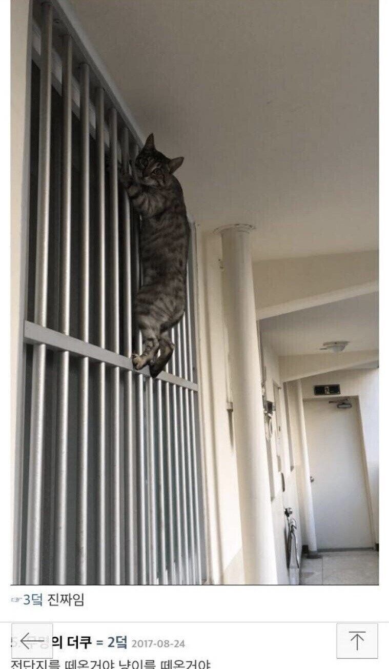 창문에 열리는 고양이를 수확한 사람 jpg._2.jpg